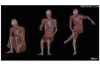 「数値人体モデル用ソフト」公開、電波との相互影響をシミュレート（NICT） 画像