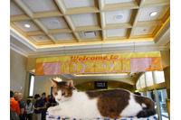 りく君のニャスベガスセキュリティ紀行 (4) DEF CON に来たよ 画像