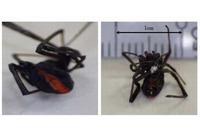 外来種の有毒グモ「セアカゴケグモ」が東京都内で初めて確認、注意を呼びかけ(東京都福祉保健局) 画像