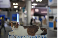 りく君のサンフランシスコ紀行（5）撤収開始だよ 画像