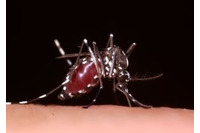 デング熱の情報をわかりやすく解説し注意を呼びかけ(厚生労働省) 画像