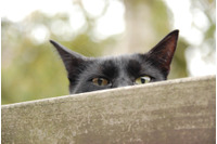 Webカメラで772名の女性の着替えを覗き見した英国紳士とジュリアン・アサンジの共通点 画像