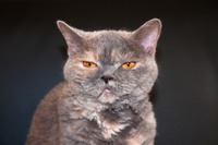 マカフィーとマカフィー 画像