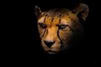 LogStareのSOCの窓 号外「GlobalProtectの深刻な脆弱性 (CVE-2021-3064)への対策」 画像