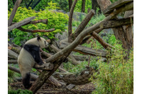 中国、情報セキュリティ産業を2025年に220億ドル規模に 画像