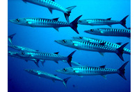 Mandiant Blog 第11回「中国と関連か 攻撃的かつ高スキルの攻撃者が Barracuda ESG のゼロデイ脆弱性(CVE-2023-2868)悪用」 画像