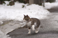 「IEもJavaも大変だにゃーの巻」（1月21日版）Scan名誉編集長 りく君の セキュリティにゃークサイド 画像