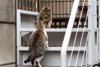 「ハッカー学校のサイトがハッキングされてしまったにゃーの巻」（2月18日版）Scan名誉編集長 りく君の セキュリティにゃークサイド 画像