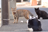 「2013年の10大脅威ってなんだろうにゃーの巻」（3月18日版）Scan名誉編集長 りく君の セキュリティにゃークサイド 画像