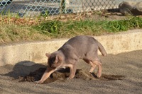 「韓国がサイバー攻撃で大変なことになっているんだにゃーの巻」（3月25日版）Scan名誉編集長 りく君の セキュリティにゃークサイド 画像