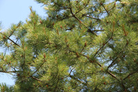 脅威アクターの名前大杉問題 画像