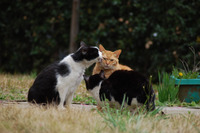 「gooとYahoo! JapanとNTT東日本が不正アクセスを受けているんだにゃーの巻」（4月8日版）Scan名誉編集長 りく君の セキュリティにゃークサイド 画像