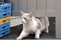 「オープンリゾルバを運営してDDoS攻撃に荷担するのはいやだにゃーの巻」（4月22日版）Scan名誉編集長 りく君の セキュリティにゃークサイド 画像