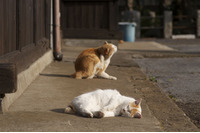 「AP通信のtwitterアカウントがハックされて株式相場が急落したんだにゃーの巻」（4月30日版）Scan名誉編集長 りく君の セキュリティにゃークサイド 画像