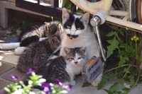 「NTTドコモの海外法人サイトが不正アクセスされて個人情報を晒されたんだにゃーの巻」（5月7日版）Scan名誉編集長 りく君の セキュリティにゃークサイド 画像