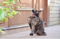 「IE8のゼロデイ脆弱性が発見されたんだにゃーの巻」（5月13日版）Scan名誉編集長 りく君の セキュリティにゃークサイド 画像