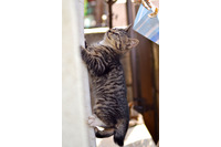 「IE8のゼロデイ脆弱性の修正プログラムが公開されたんだにゃーの巻」（5月20日版）Scan名誉編集長 りく君の セキュリティにゃークサイド 画像