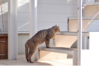 「Yahoo! Japanの不正アクセスでは149万件のパスワードハッシュも漏れてしまっていたんだにゃーの巻」（5月27日版）Scan名誉編集長 りく君の セキュリティにゃークサイド 画像