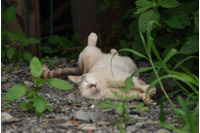 「10万件のクレジットカード情報がセキュリティコード付きで盗まれてしまったにゃーの巻」（6月3日版）Scan名誉編集長 りく君の セキュリティにゃークサイド 画像