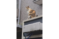 「遠隔操作でISPと勝手に契約されてしまう事件が増えてるんだにゃーの巻」（6月24日版）Scan名誉編集長 りく君の セキュリティにゃークサイド 画像