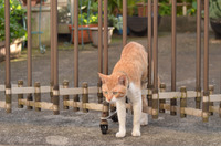 「朝日新聞と共同通信の記者が不正アクセス禁止法で書類送検されたんだにゃーの巻」（7月1日版）Scan名誉編集長 りく君の セキュリティにゃークサイド 画像