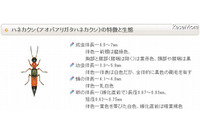 皮膚炎を起こす「やけど虫」が増加、6～8月に特に多く発生 画像