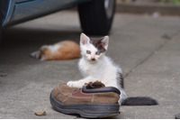 「Apache Struts2の脆弱性を狙った攻撃が急増中なんだにゃーの巻」（7月22日版）Scan名誉編集長 りく君の セキュリティにゃークサイド 画像