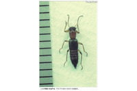 やけど虫の駆除方法、体液が皮膚に付いてしまった場合の対策について 画像