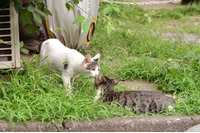 「「BIND 9」にまた重大な脆弱性が発見されたんだにゃーの巻」（8月5日版）Scan名誉編集長 りく君の セキュリティにゃークサイド 画像