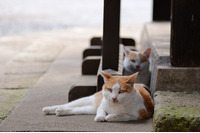 「じゃらんnetがなりすましログイン攻撃に遭って2万7620件の個人情報を盗まれてしまったんだにゃーの巻」（8月12日版）Scan名誉編集長 りく君の セキュリティにゃークサイド 画像