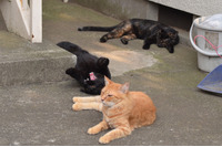 「Amebaが使い回し攻撃に遭い24万件の個人情報が流出してしまったんだにゃーの巻」（8月19日版）Scan名誉編集長 りく君の セキュリティにゃークサイド 画像