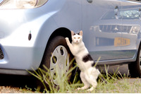 「Facebookのザッカーバーグのウォールに知らない誰かが勝手に書き込んでたんだにゃーの巻」（8月26日版）Scan名誉編集長 りく君の セキュリティにゃークサイド 画像