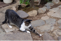 「2ちゃんねるビューアを購入した人のクレジットカード番号が漏れてしまったんだにゃーの巻」（9月2日版）Scan名誉編集長 りく君の セキュリティにゃークサイド 画像