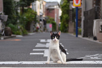 「大阪市職員が不正アクセスして人事評価を盗み見してたんだにゃーの巻」（9月9日版）Scan名誉編集長 りく君の セキュリティにゃークサイド 画像