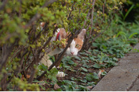 「米英の秘密情報機関がインターネット上で使われる多数の暗号解読に成功していたんだにゃーの巻」（9月16日版）Scan名誉編集長 りく君の セキュリティにゃークサイド 画像