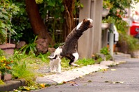 「Internet Explorerにゼロデイ脆弱性が発見されたんだにゃーの巻」（9月23日版）Scan名誉編集長 りく君の セキュリティにゃークサイド 画像