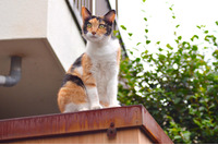 「サイボウズがクラウドの脆弱性発見コンテストを開催するんだにゃーの巻」（9月30日版）Scan名誉編集長 りく君の セキュリティにゃークサイド 画像