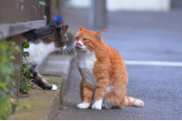 「官民連携によるマルウェア対策支援プロジェクトが行われるんだにゃーの巻」（10月7日版）Scan名誉編集長 りく君の セキュリティにゃークサイド 画像