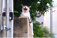 「省庁などを標的にした水飲み場型攻撃が行われていたんだにゃーの巻」（10月14日版）Scan名誉編集長 りく君の セキュリティにゃークサイド 画像