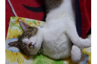 ScanNetSecurity創刊15周年記念ノベルティ製作レポート その3 画像