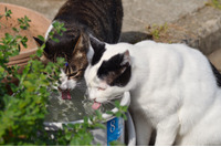 「GoogleがChromeブラウザのWindows XPサポートを続けることを発表したんだにゃーの巻」（10月21日版）Scan名誉編集長 りく君の セキュリティにゃークサイド 画像