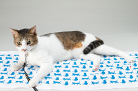 ScanNetSecurity創刊15周年記念ノベルティ製作レポート その9 「15周年キャンペーンが今日で終了するんだにゃー」 画像