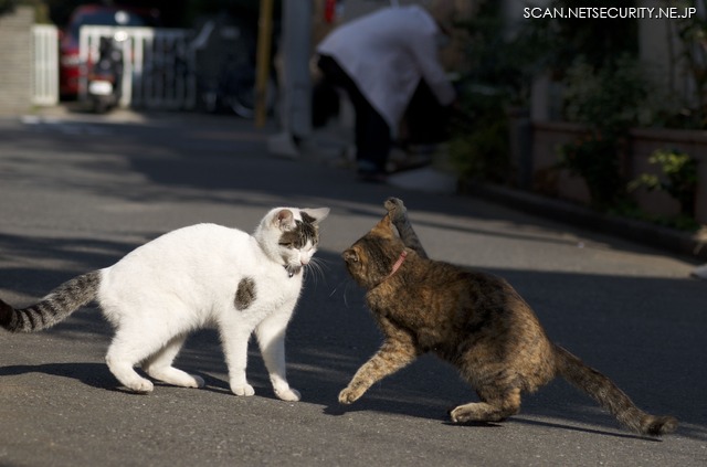 侵入してきた奴に猫パンチを炸裂させるんだにゃー