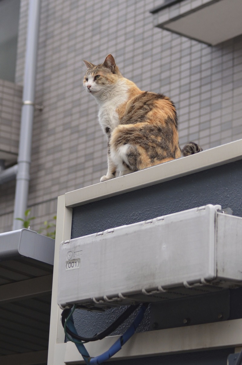 外にある機器の監視はおまかせだにゃー