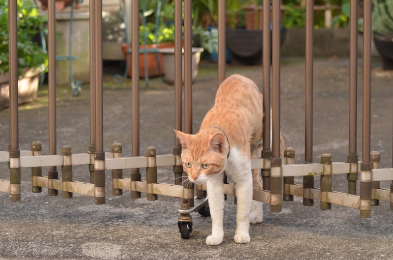 こっちに入ってくる奴は追い出してやるんだからにゃー