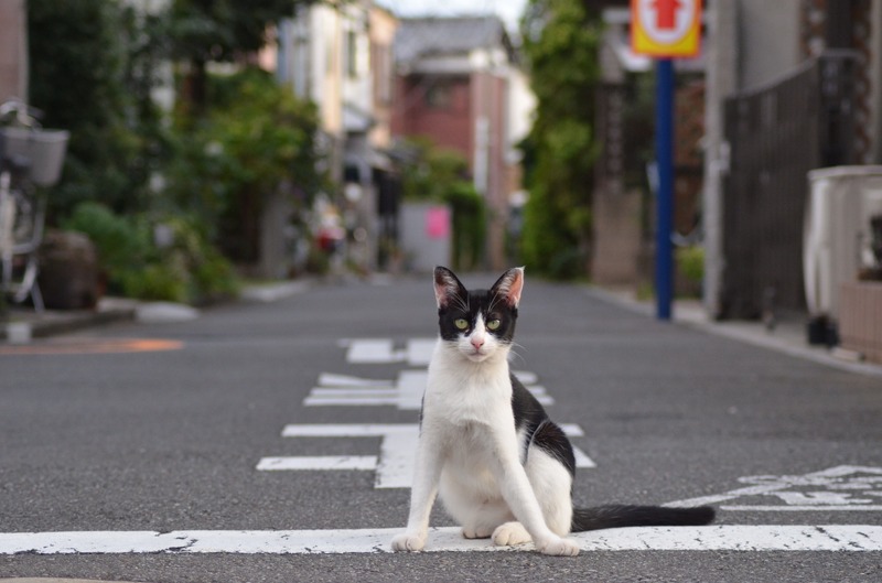 ここから先には入れてやらないんだにゃー