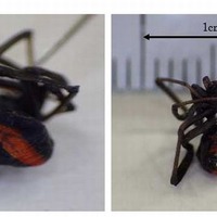 外来種の有毒グモ「セアカゴケグモ」が東京都内で初めて確認、注意を呼びかけ(東京都福祉保健局) 画像