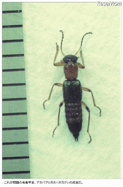 やけど虫の駆除方法 体液が皮膚に付いてしまった場合の対策について Scannetsecurity