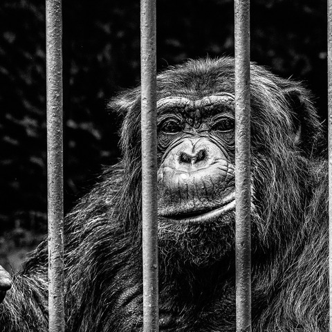 従順な消費者以外は犯罪者？ 英オンライン安全法案 画像