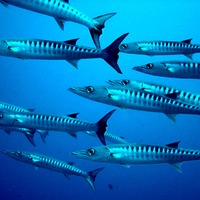 Mandiant Blog 第11回「中国と関連か 攻撃的かつ高スキルの攻撃者が Barracuda ESG のゼロデイ脆弱性（CVE-2023-2868）悪用」